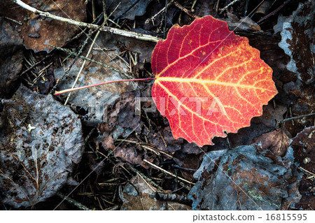 Vivid red leaf on ground autumn Vivid red leaf on ground autumn 16815595