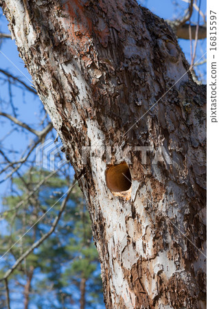 Woodpecker nest in apple tree 16815597