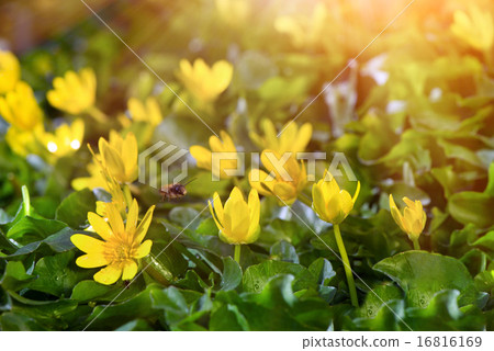 yellow spring flowers in the garden flying bee yellow spring flowers in the garden flying bee 16816169