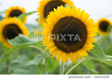 太陽花 16816206