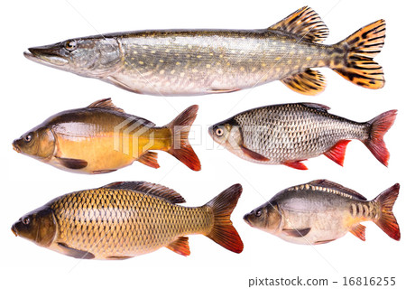 Set fresh raw fish isolated, clipping path Set fresh raw fish isolated, clipping path 16816255