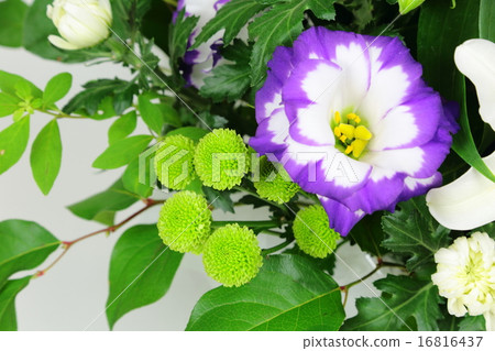 土耳其茴香花 16816437