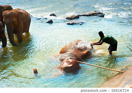 Cleaning of elephant Cleaning of elephant 16816724