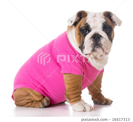 cute puppy 16817313