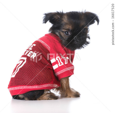 sports hound 16817320