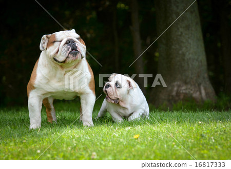 Stock Photo: puppy and adult dog playing