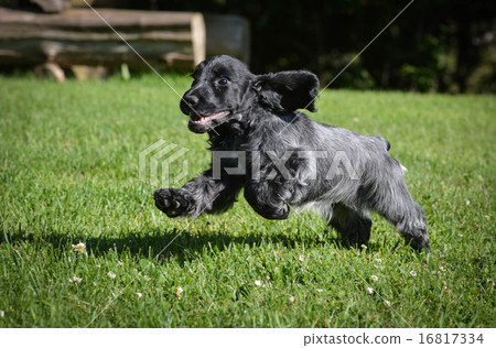 puppy running 16817334