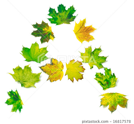 Letter A composed of yellowed maple leafs Letter A composed of yellowed maple leafs 16817578