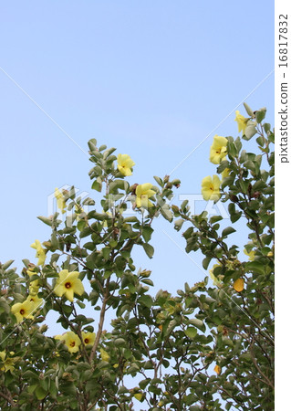 Longevity Flower 16817832