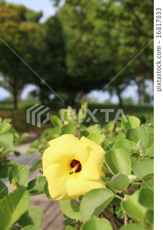 Longevity Flower 16817833