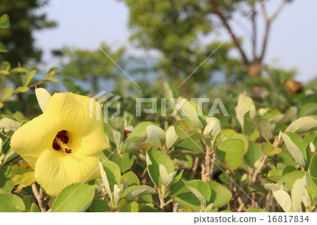 Longevity Flower 16817834