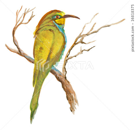 Hand painted illustration Bird, European bee-eater Hand painted illustration Bird, European bee-eater 16818375