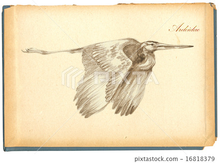 Pencil drawing, sketch - bird, Heron 16818379