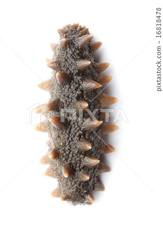 Sea cucumber Sea cucumber 16818478
