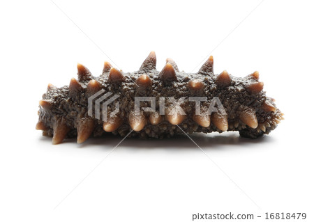 Sea cucumber 16818479