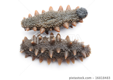 Sea cucumber Sea cucumber 16818483