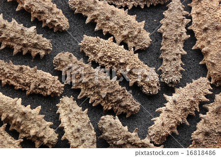 Sea cucumbers 16818486