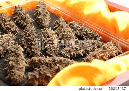 Sea cucumbers 16818487