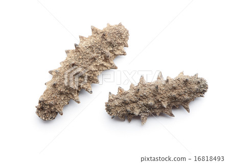 Sea cucumber 16818493