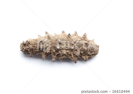 Sea cucumber 16818494