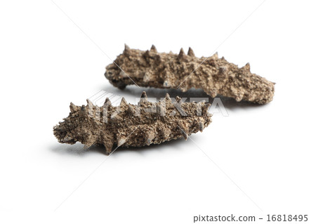 Sea cucumber 16818495