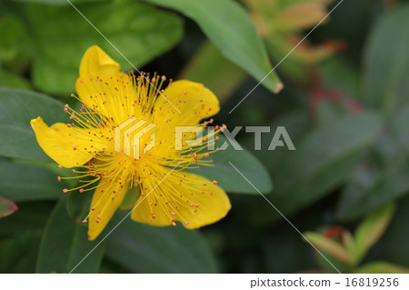 Flower of bean canon Flower of bean canon 16819256