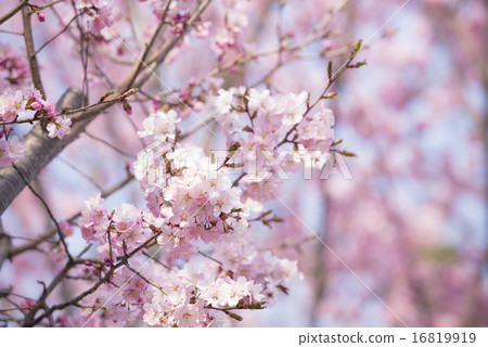 Cherry Blossoms Cherry Blossoms 16819919