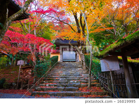 Kyoto Ohara Jokoin autumn leaves 16819995