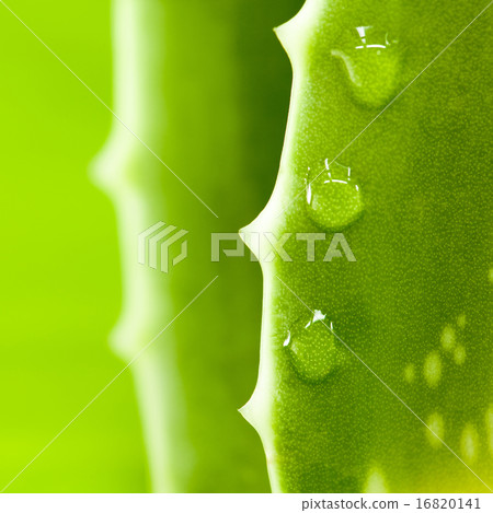 Fresh aloe leaf with water drop . Fresh aloe leaf with water drop . 16820141