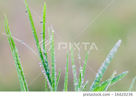 A beautiful green leaf background with water drop. 16820236