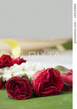 rose closeup flower floral beauty nature concept 16820860