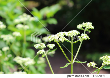 豇豆的花 豇豆的花 16820912