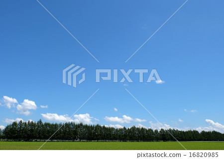Windbreak forest and blue sky Windbreak forest and blue sky 16820985
