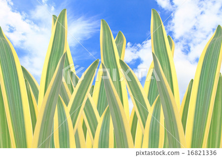 hymenocallis littoralis or Spider Lily leaf 16821336