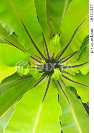 bird nest fern 16821337