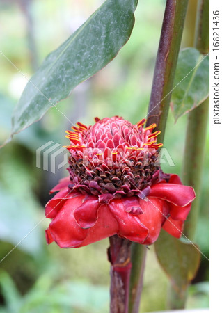 Torch ginger flowers Torch ginger flowers 16821436