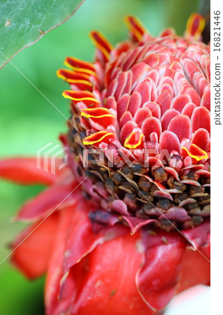 Torch ginger flowers 16821446