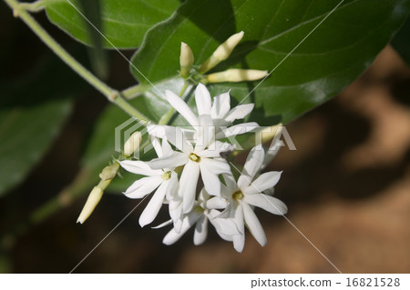 White Jasmine flowers in forest White Jasmine flowers in forest 16821528