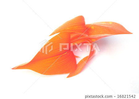 Butea monosperma flowers 16821542