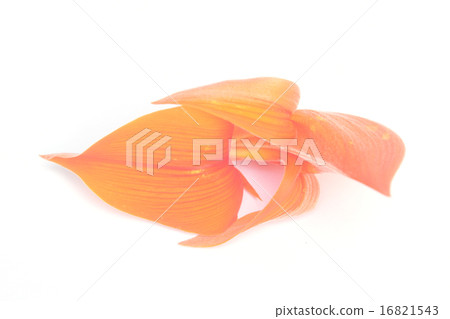 Butea monosperma flowers 16821543