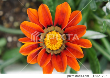Kazania Kazania 16821706