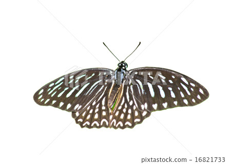 Beautiful Butterfly on leaf 16821733