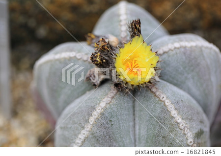 開花的佛教樂趣球 16821845