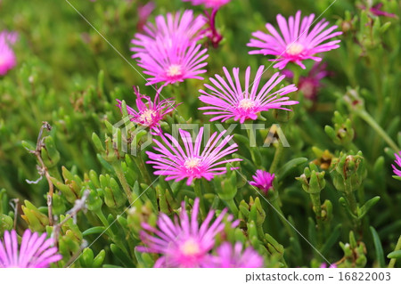 Flower of Delrosperma / Couperle 16822003
