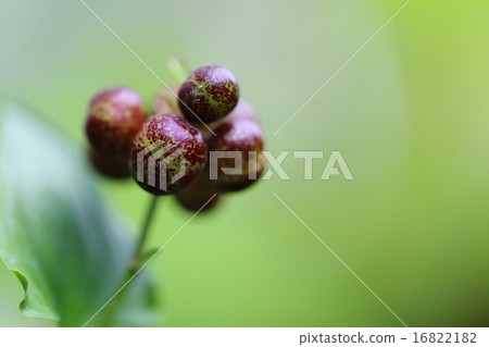 瀕臨滅絕的植物Mai鵝口瘡（水果）瀕臨滅絕的I型（CR + EN） 16822182