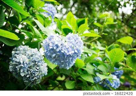 Hydrangea Hydrangea 16822420