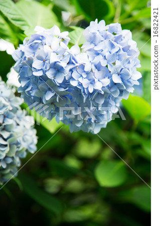 Hydrangea 16822421