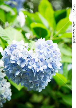 Hydrangea Hydrangea 16822422