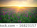 Field with grass, violet flowers and red poppies  16823157