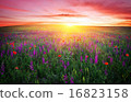 Field with grass, violet flowers and red poppies  16823158